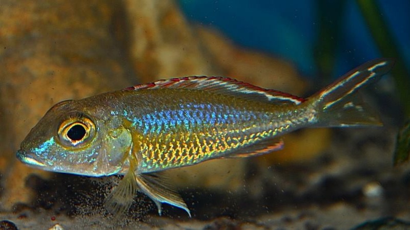 Callochromis pleurospilus 'Kigoma'